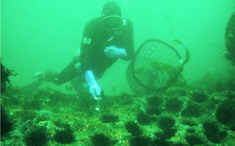 Harvesting Urchins 639 x 434